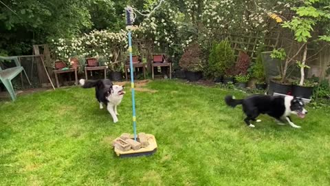 Border Collies Play Tetherball