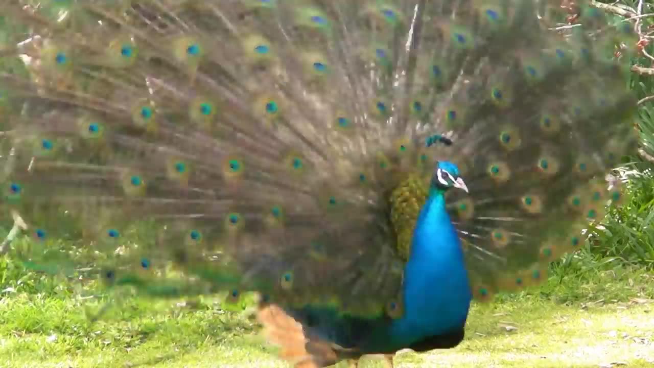 Peacock Dance Display - Peacocks Opening Feathers HD & Bird Sound