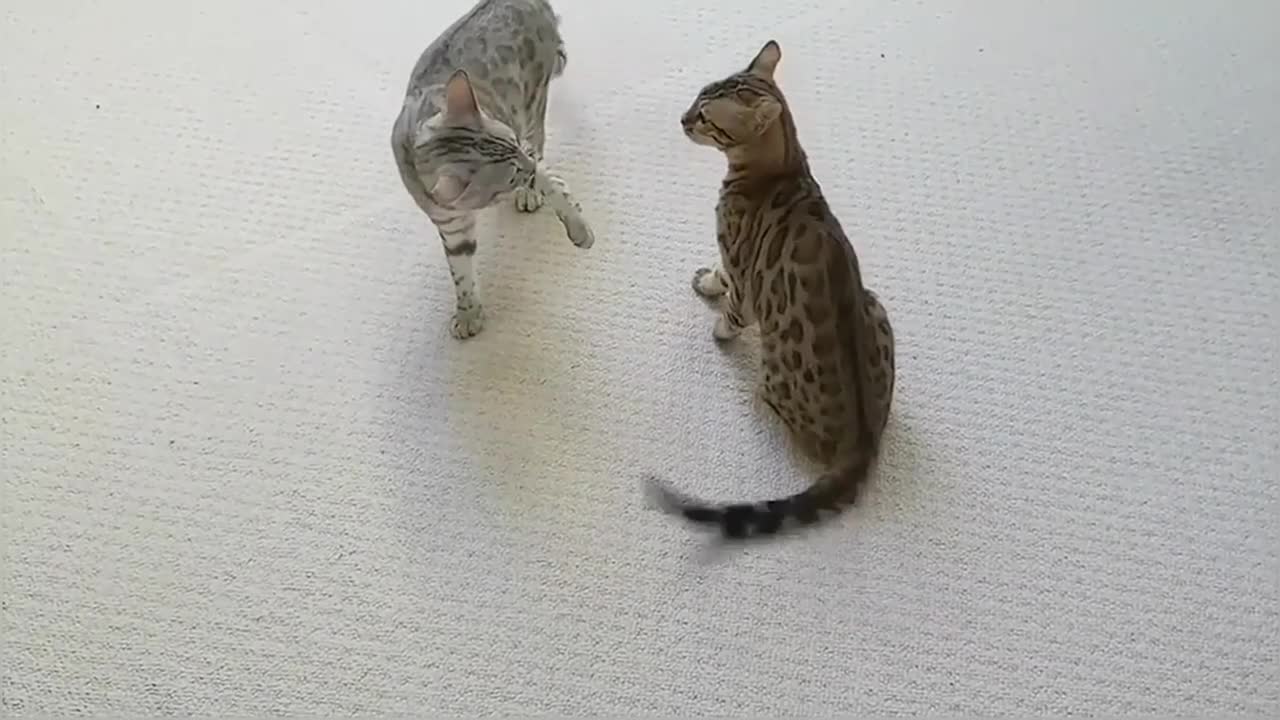 Bengal Kittens Play Fighting