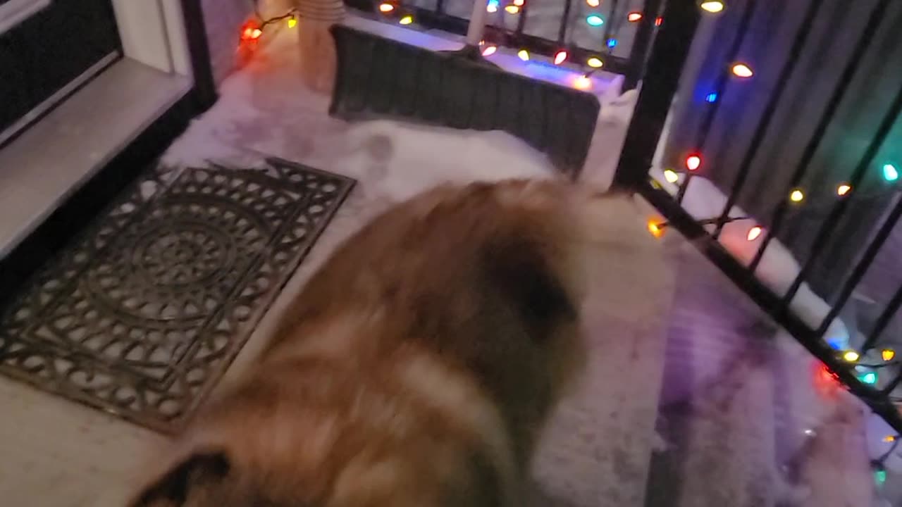 A very friendly dog
