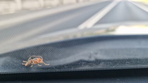 stowaway passenger