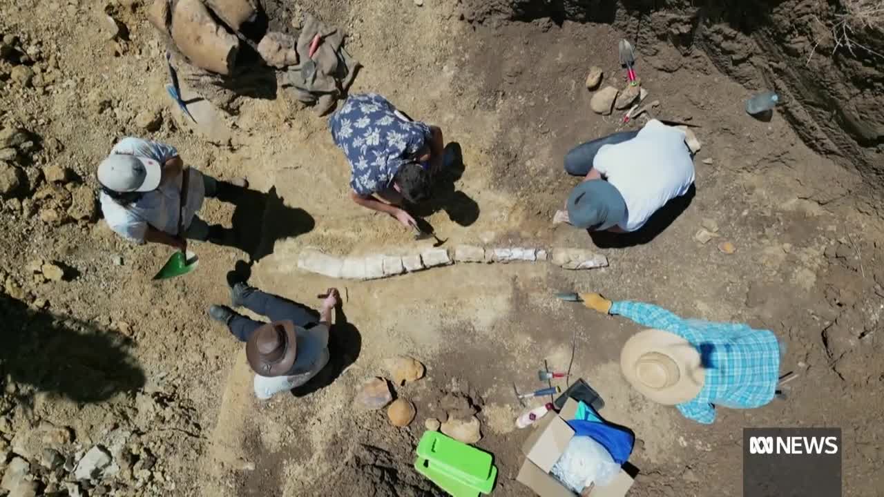 Australia's first complete plesiosaur fossil discovered in outback Queensland | ABC News