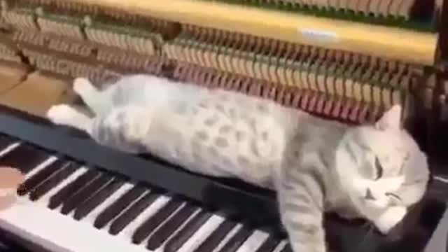 Pianist cat..