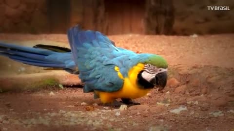 Canindé macaw