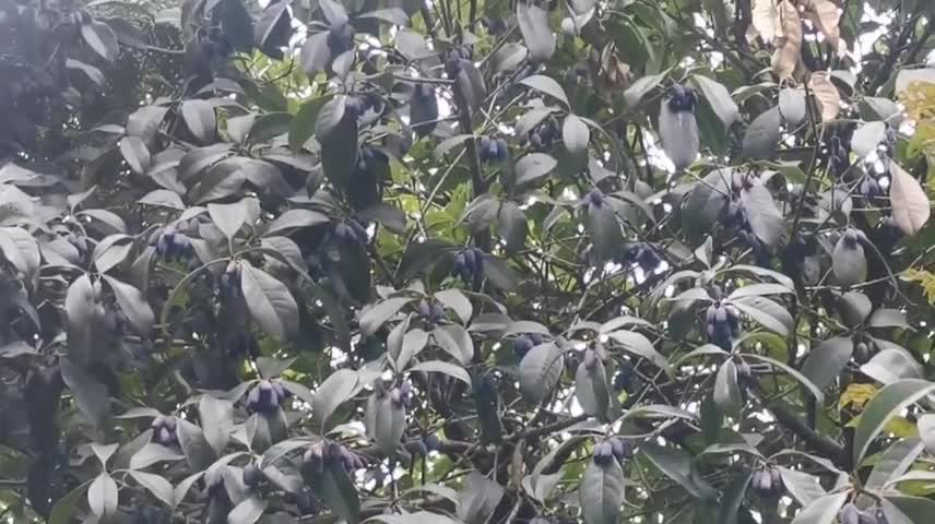 the fruit is delicious