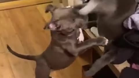 Funny animals Funny Cats and Dogs Funny Animal Videos 183_