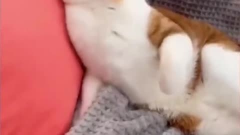 funny animals(cats and dogs being stupid)