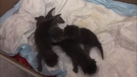 Newborn kittens were left without a mother. We raised them.