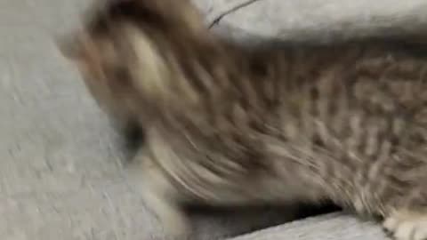 "Cat-tastic Comedy: Hilarious Feline Antics!"