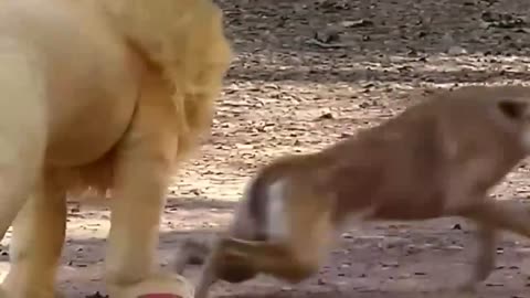 troll prank dog funny fake lion and fake tiger prank to dog huge box