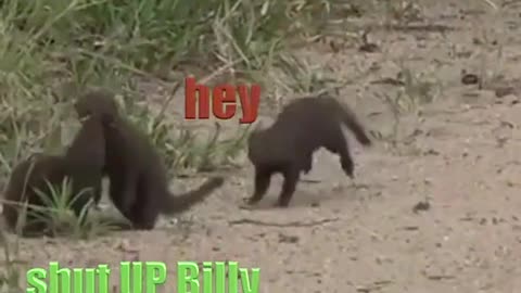 Mongoose shenanigans part 1