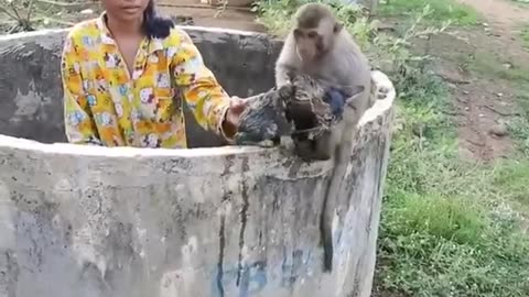 Heartwarming 💕 What an extraordinary show of courage and emotions by this monkey