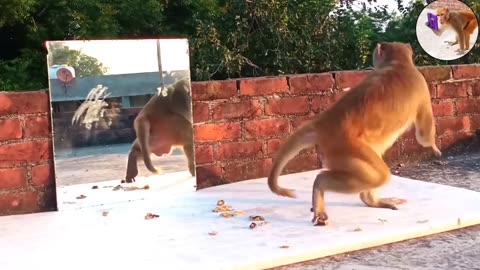 Monkey vs Mirror Comedy ! can't Stop Laughing