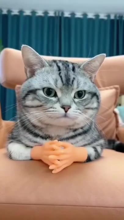 funny animals #shorts (1)