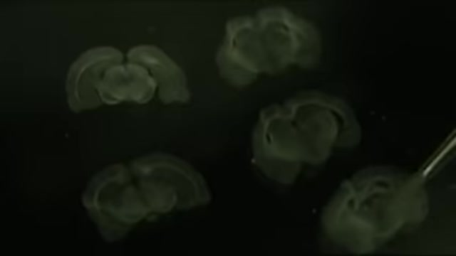 TechnoCalyps Part I TransHuman (2006)