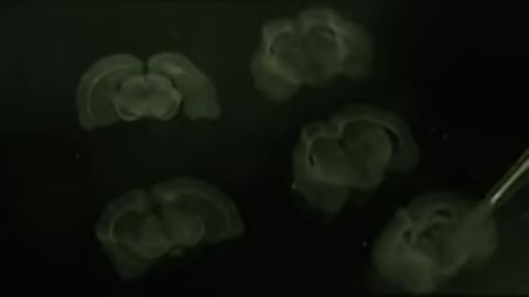 TechnoCalyps Part I TransHuman (2006)