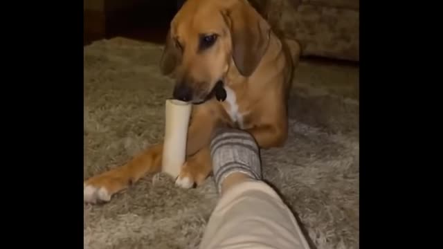Best Of The 2022 Funny Animal Videos