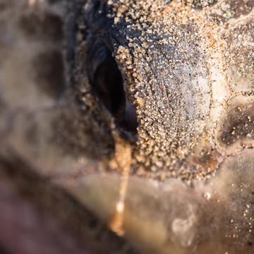 A SEA TURTLES PARADISE?🐢