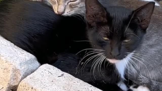 Roadside together warm kitten, so cute!