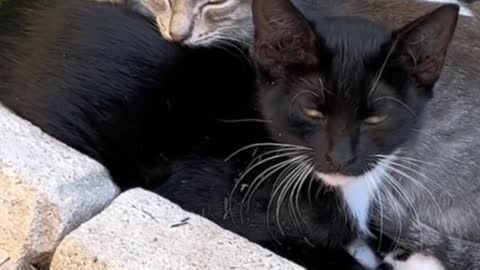 Roadside together warm kitten, so cute!