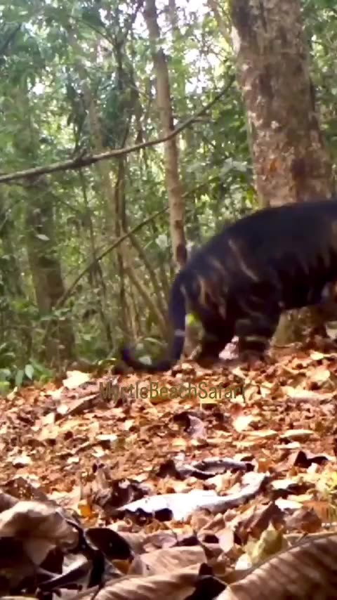 What Kind Of Tiger Is This