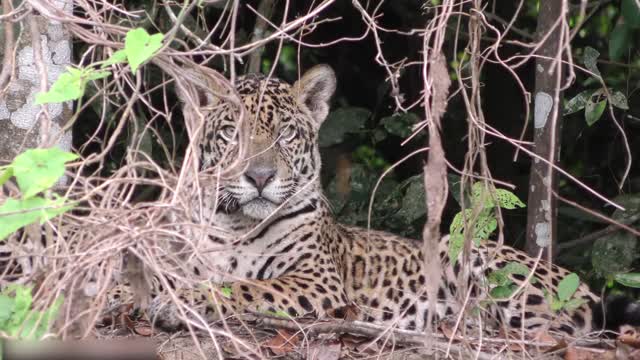 Todos os tipos de animais que vivem na floresta tropical do Brasil levam você ao mundo animal #8