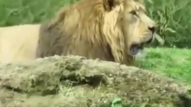 Lions Roaring in the wild ! Lions Roar sound ! King lion,Lion cub & Lioness are Roaring short videos