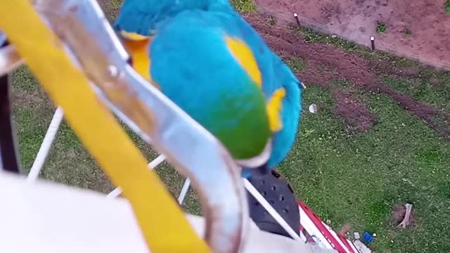 Macaw Visits Contractor Working From a Tall Tower