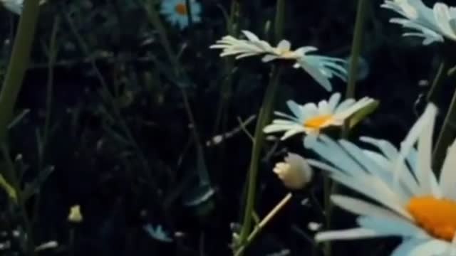 field daisies