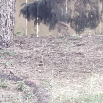 A squirrel is a active animal