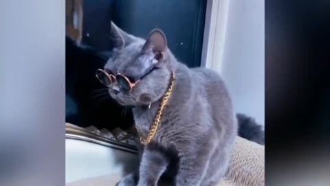 Cat video funny video