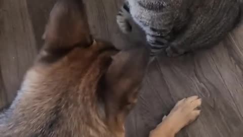 Funny cat and dog