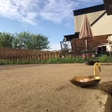 A Magpie picks up its food