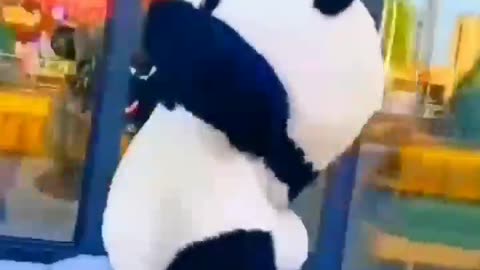 Funny cute panda