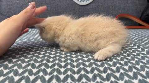 A super cute tiny kitten