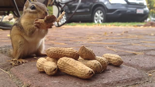 When the chipmunk have tasted a peanut , see for yourself what happened next