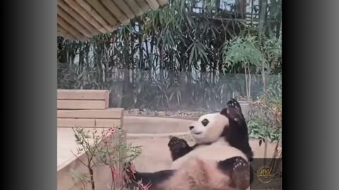 The Best of Funny Fails: Epic Blunders and Laugh-Loud Mishaps Condensed for Your Amusement!ENJOY!
