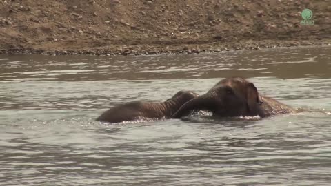 Elephant-Thong-Ae-Join-Pyi-Mai-and-Chaba_21