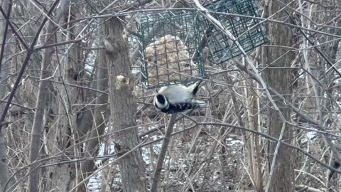 Female Downy Woodpecker decided to feed upside down