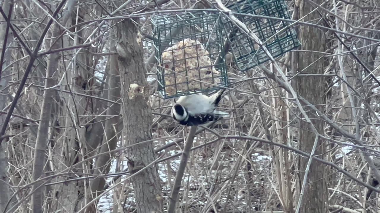 Female Downy Woodpecker decided to feed upside down