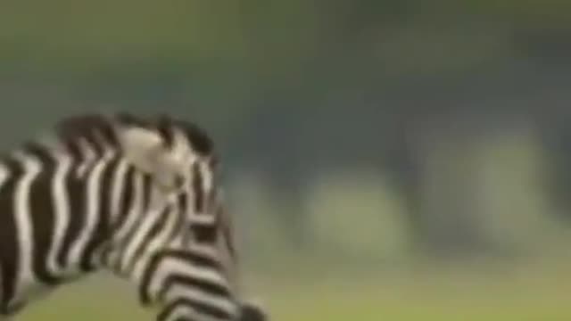 Angry zebra attack on cheetah cubs #shorts #zebravscheetahcubs