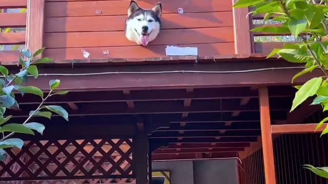 The neighbor's dog is lazy again and doesn't watch the door