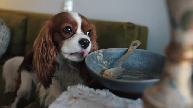 A beautiful little dog licks a bowl of food while sitting right at the kitchen table.