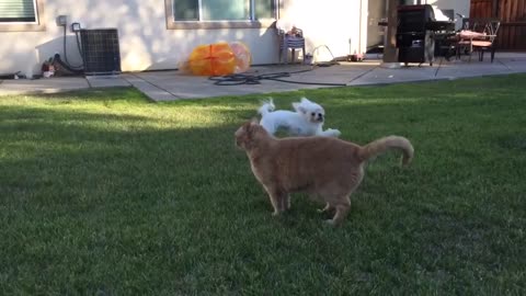 Dog playing with cat