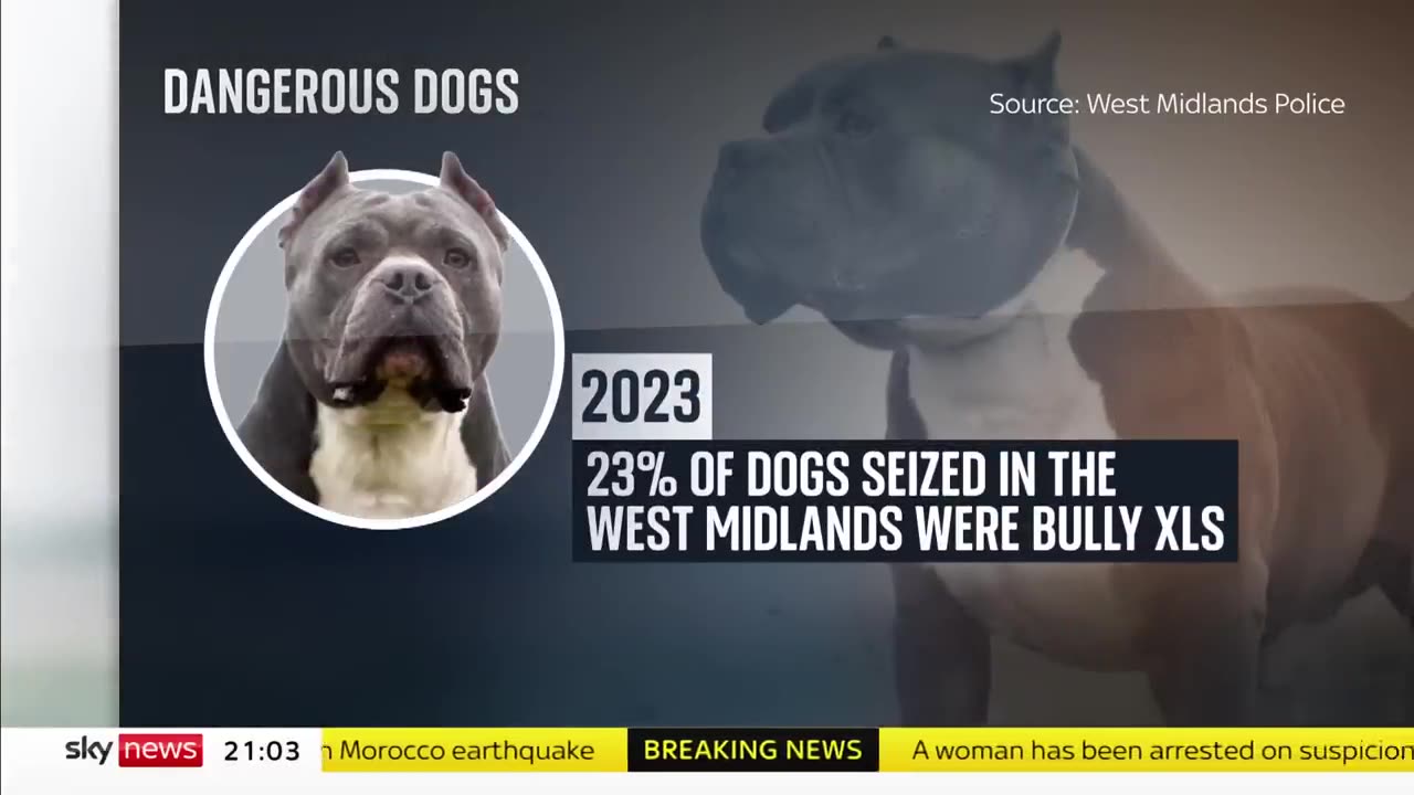 Dangerous Dogs_ Could American bully dogs be banned