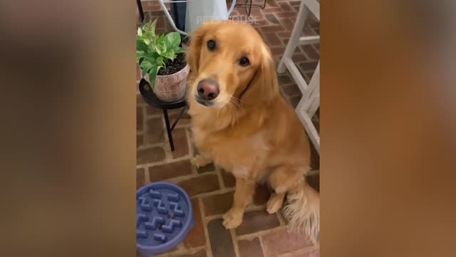 Funny Pets Reactions - Dog And Cat Compilation