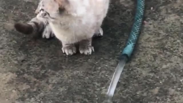 My cat playing with water