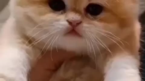 Cute Kitten