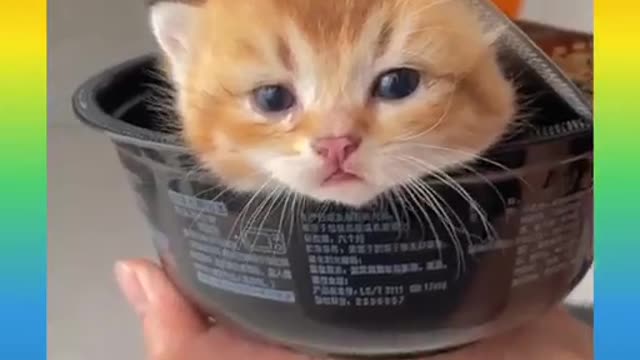 Cut cat fanny video