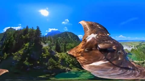 The camera is tied to the eagle, and the immersive flying is amazing!01.mp4